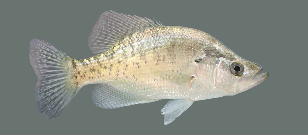 white crappie