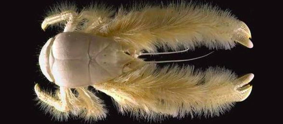 yeti crab