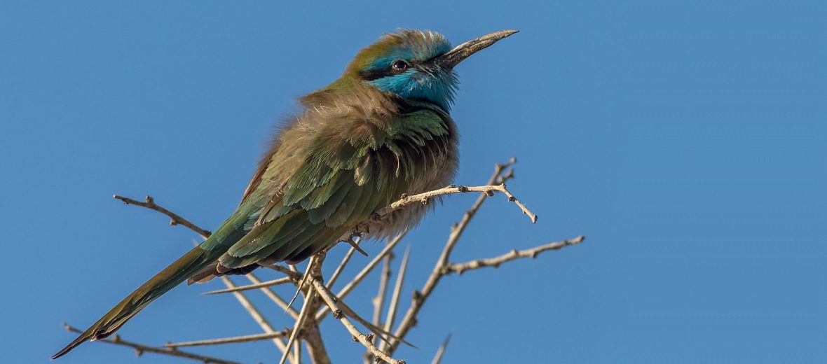 Arabian green bee-eater