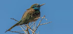 Arabian green bee-eater