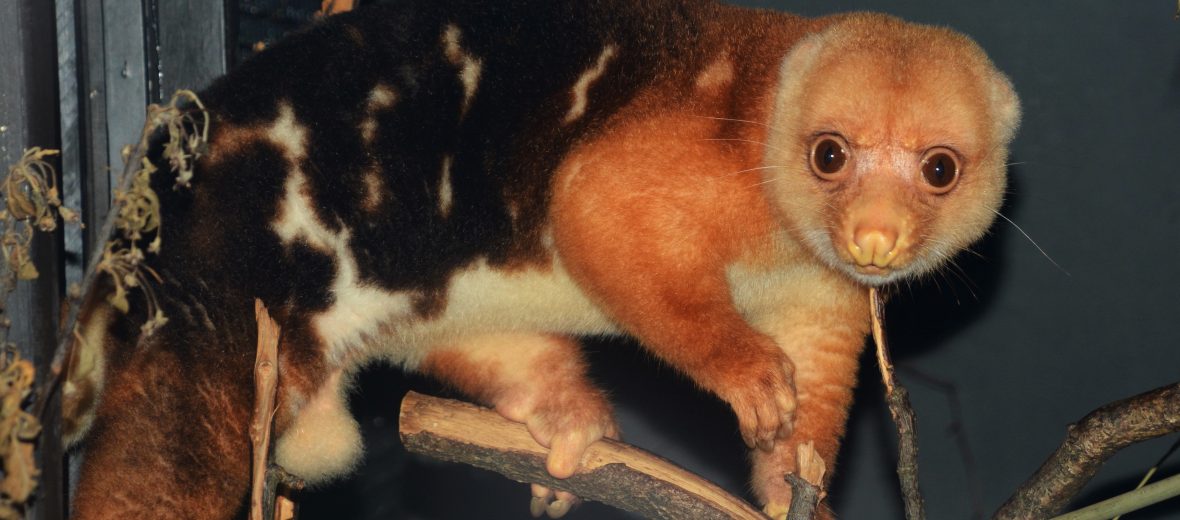 common spotted cuscus