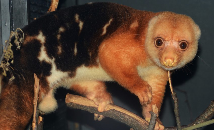 common spotted cuscus