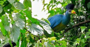 great blue turaco