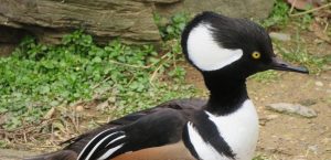 hooded merganser