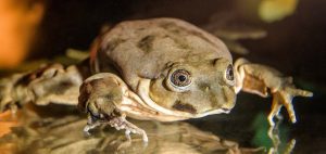 Lake Titicaca frog