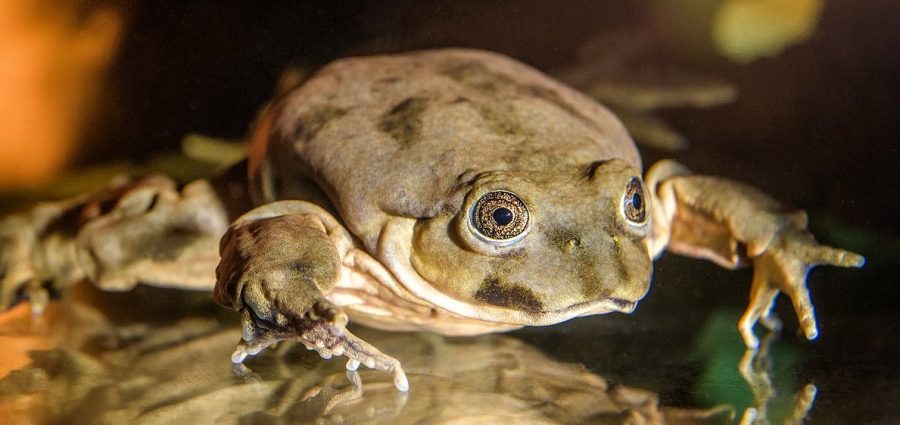 The Amazing Lake Titicaca Frog | Critter Science
