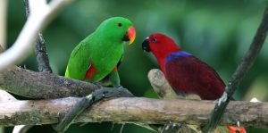 moluccan eclectus parrot