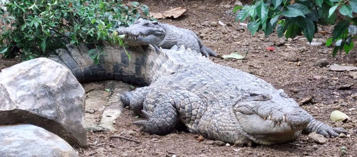 New Guinea crocodile