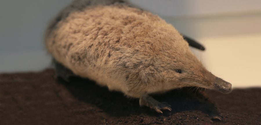 The Russian Desman | Critter Science