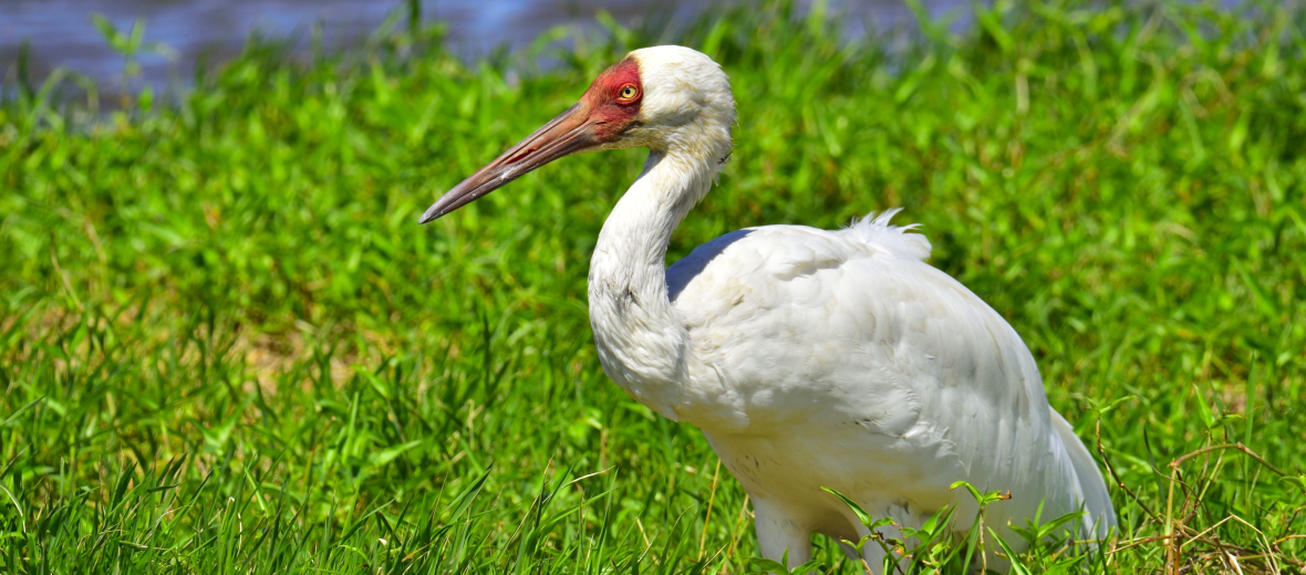 Siberian crane