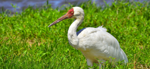 Siberian crane