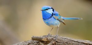 splendid fairywren