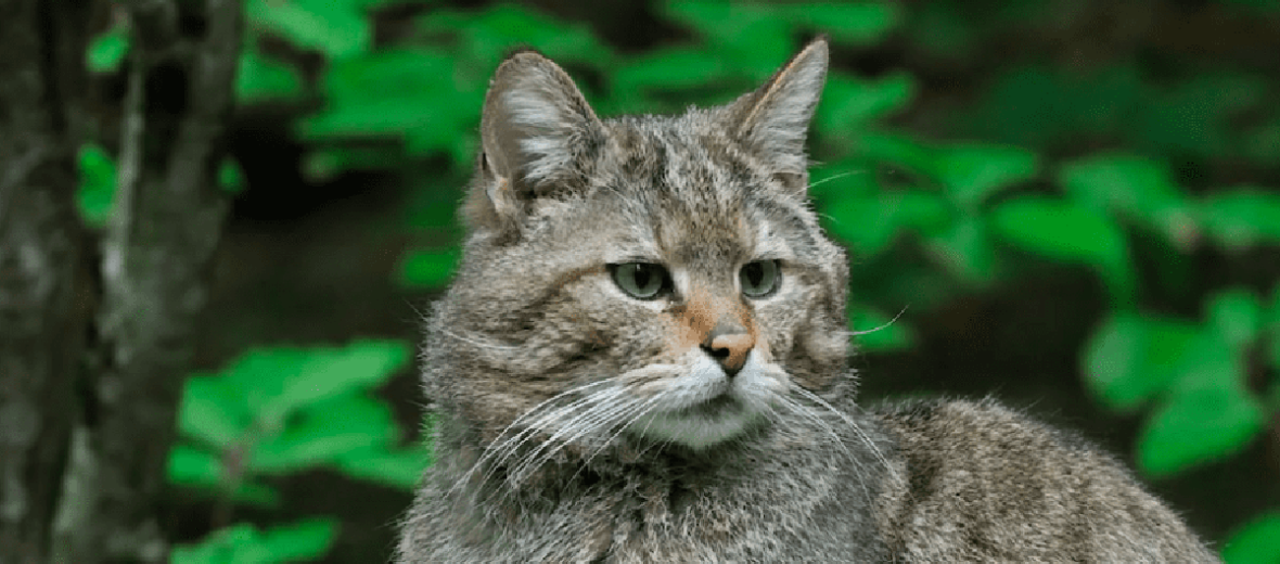 Scottish wildcat