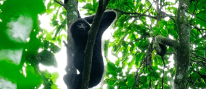 black crested gibbon
