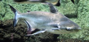 giant pangasius