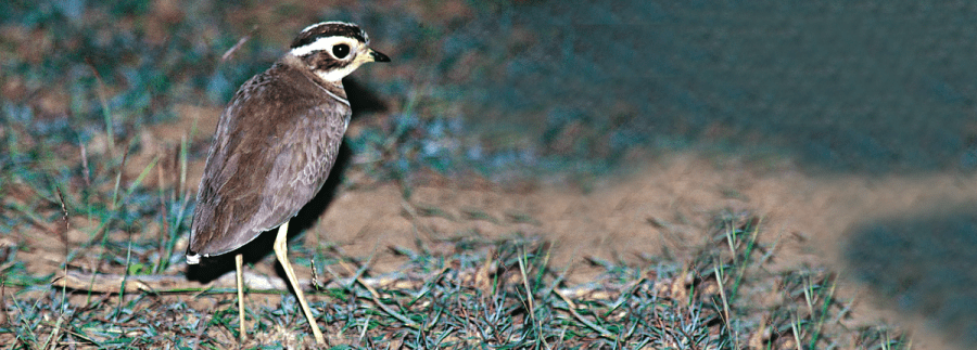 The Jerdon #39 s Courser Critter Science