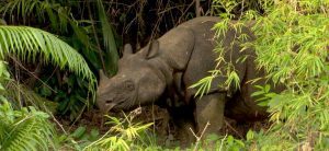 Javan rhinoceros