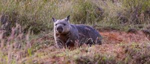 northern hairy-nosed wombat
