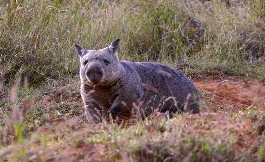 northern hairy-nosed wombat