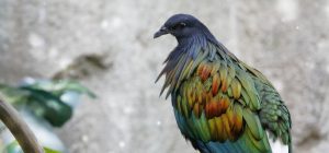 Nicobar pigeon