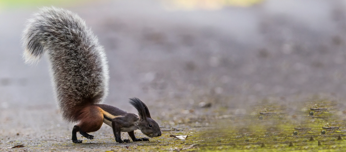 tufted ground squirrel