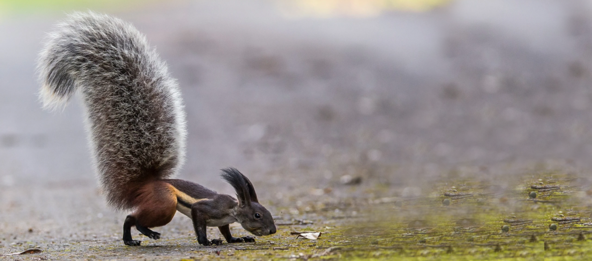 The Tufted Ground Squirrel Critter Science