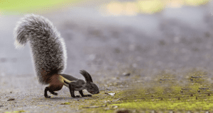 tufted ground squirrel