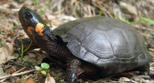 bog turtle