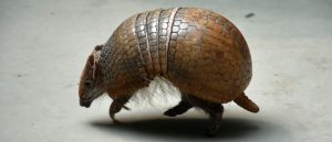 Brazilian three-banded armadillo