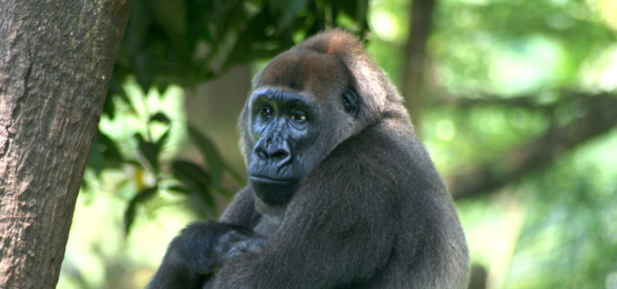 The Cross River Gorilla Critter Science