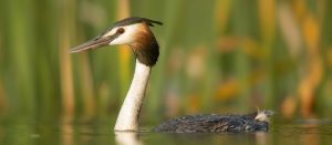 great crested grebe