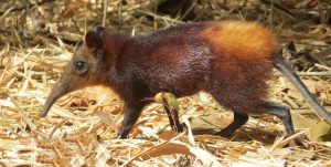 golden-rumped elephant shrew