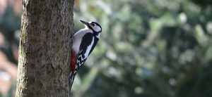 great spotted woodpecker