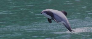 Hector's dolphin