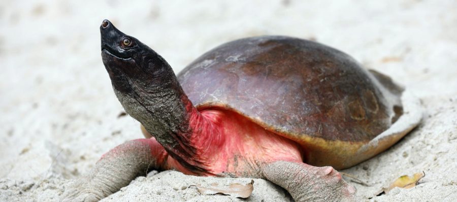 The Northern River Terrapin | Critter Science