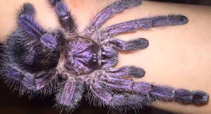 purple tree tarantula