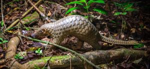 Sunda pangolin
