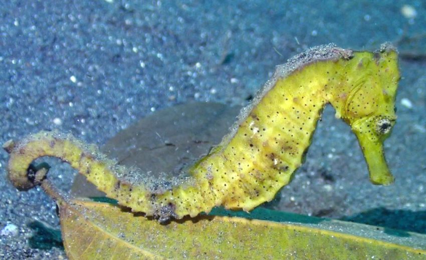 spotted seahorse
