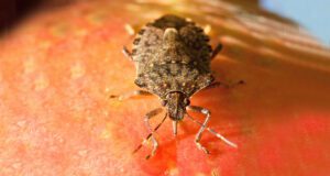 brown marmorated stink bug