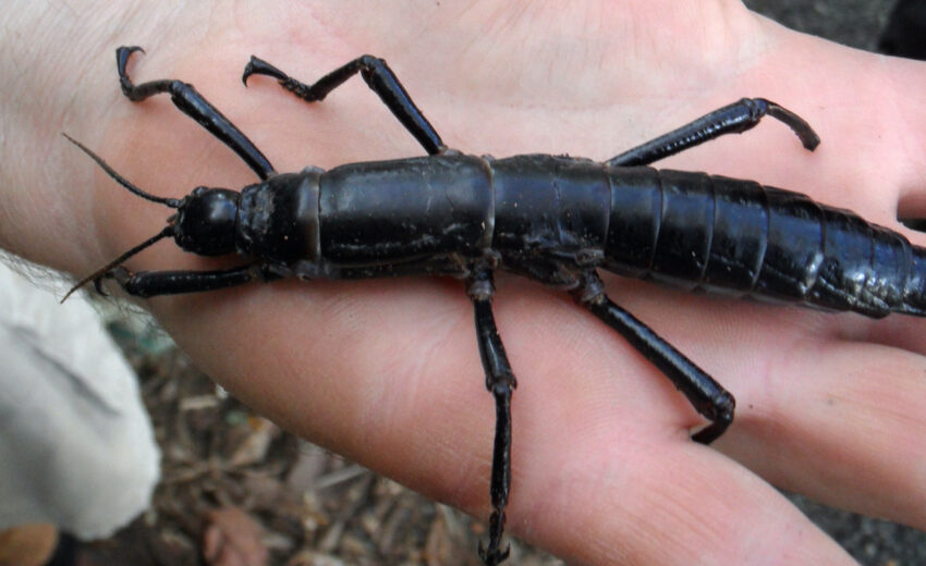 Lord Howe Island stick insect