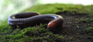 millipede