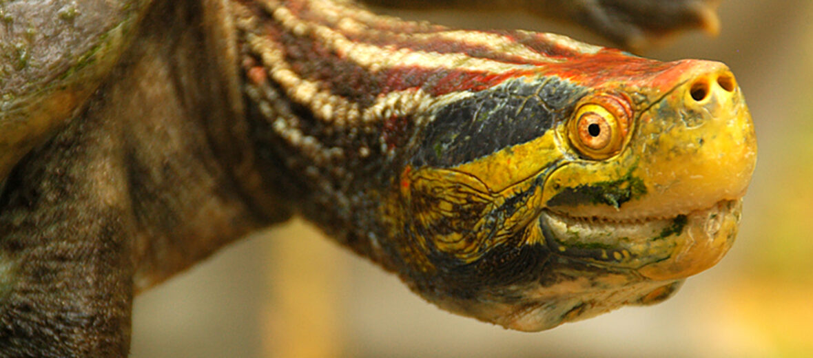 red-crowned roofed turtle