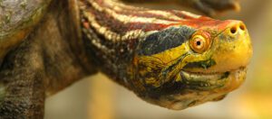 red-crowned roofed turtle