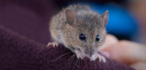 salt marsh harvest mouse