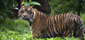 Sumatran tiger