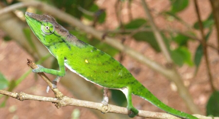 The Tarzan Chameleon | Critter Science