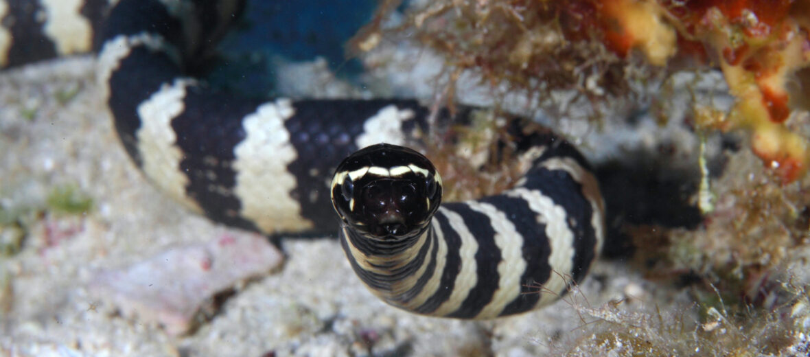 turtleheaded sea snake
