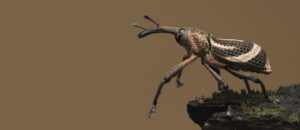 weevil