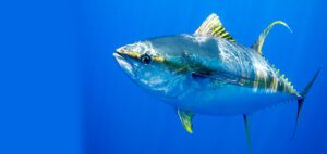 yellowfin tuna