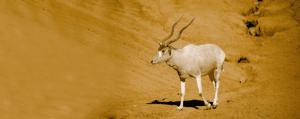 addax